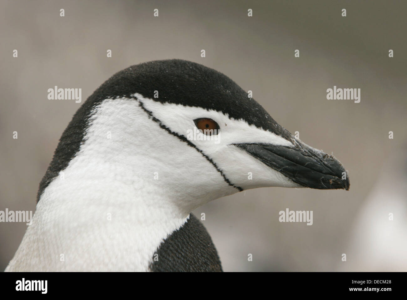 Chinstrap penguins (Pygoscelis antarctica) in their breeding and