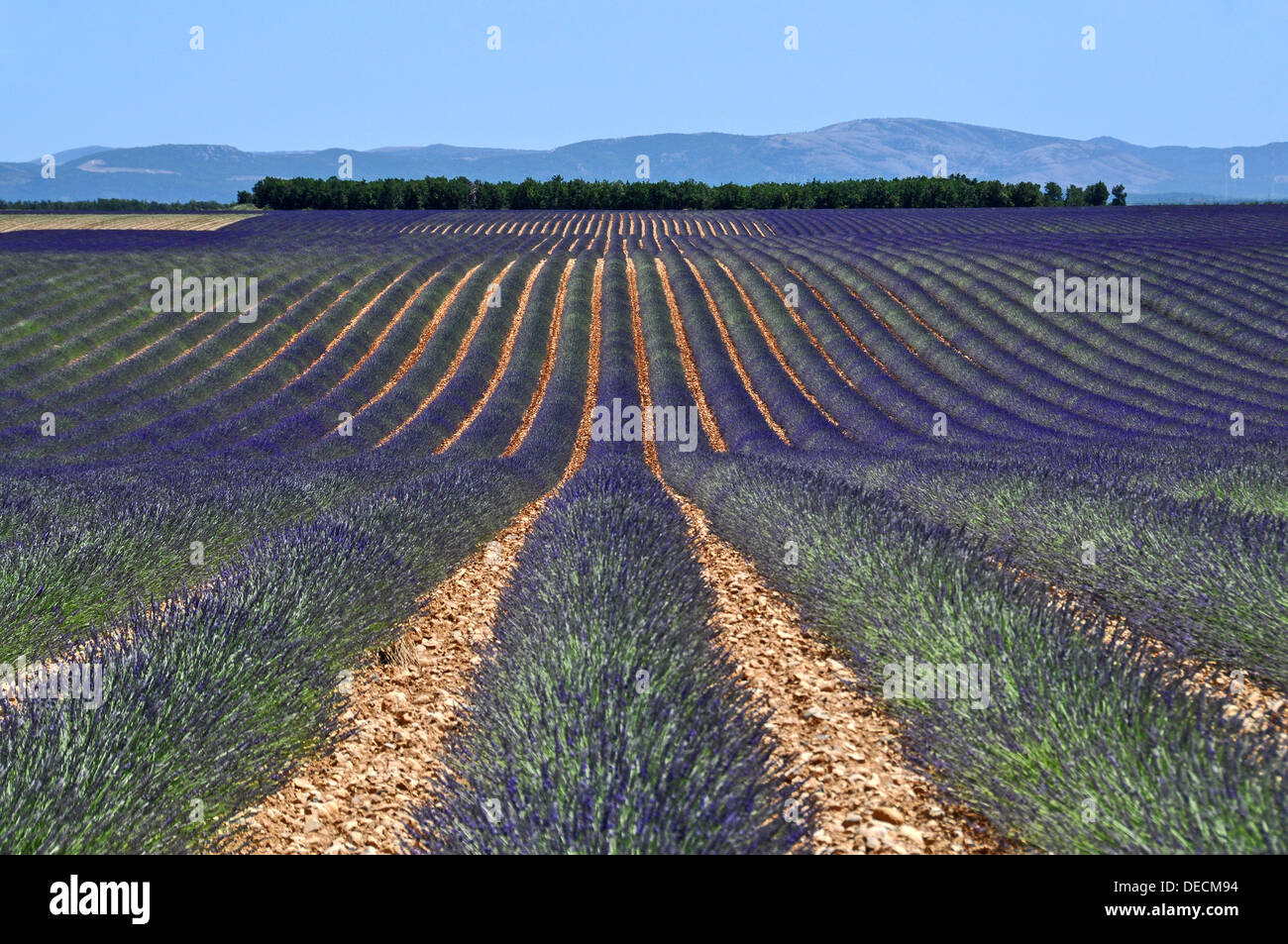 Lavender fields, Plateau de Valensole, Provence, France Stock Photo