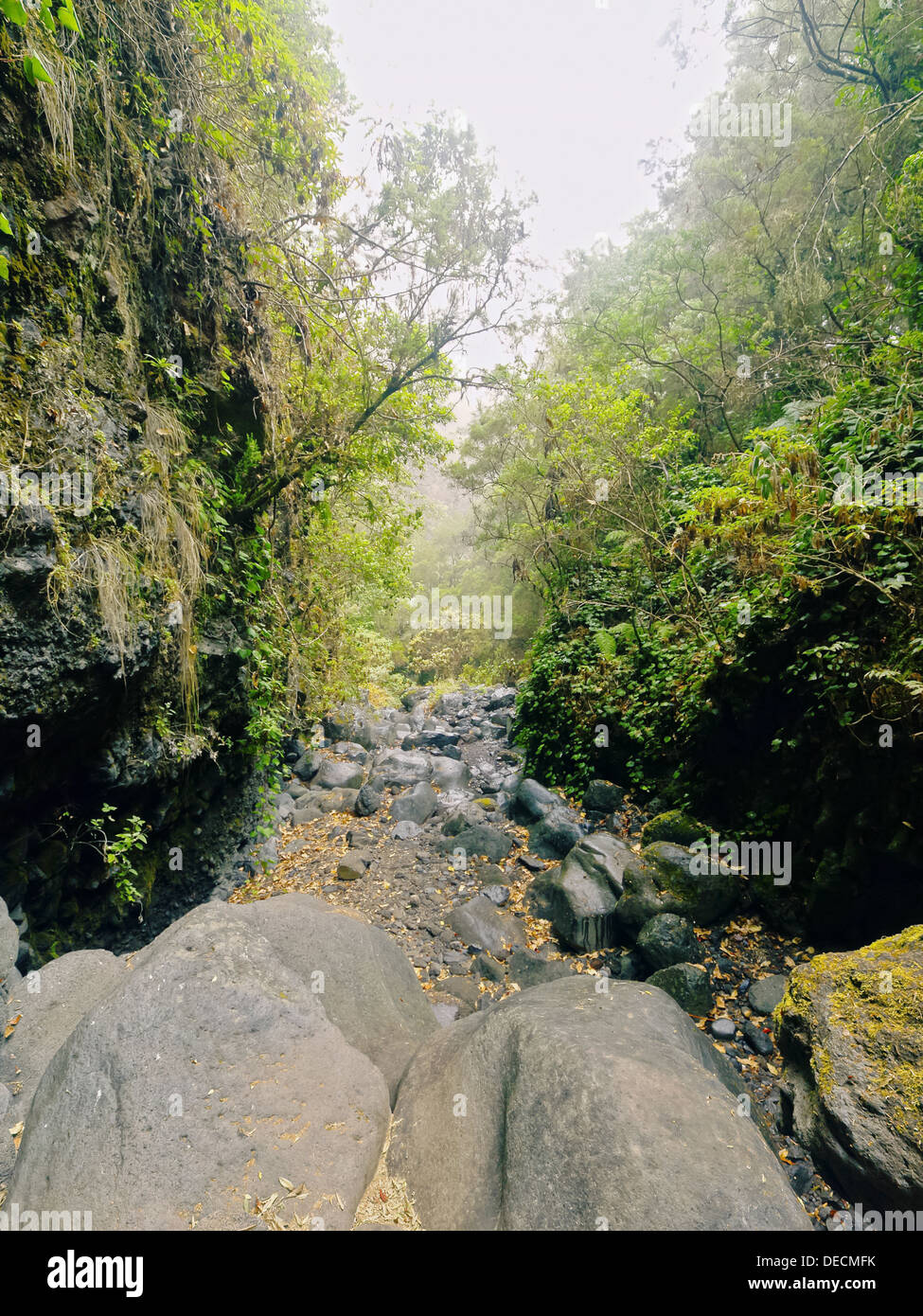 Bosque de Los Tilos beautiful forest on La Palma, Canary Islands