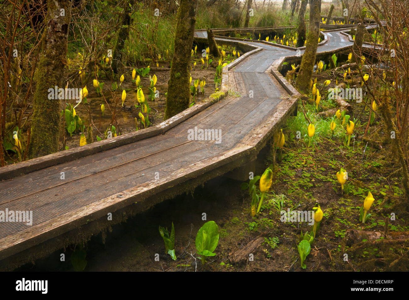 Boardwalk through a sunk cabbage covered marsh along the Hidden Creek Trail in the South Slough National Estuarine Reserve. Stock Photo