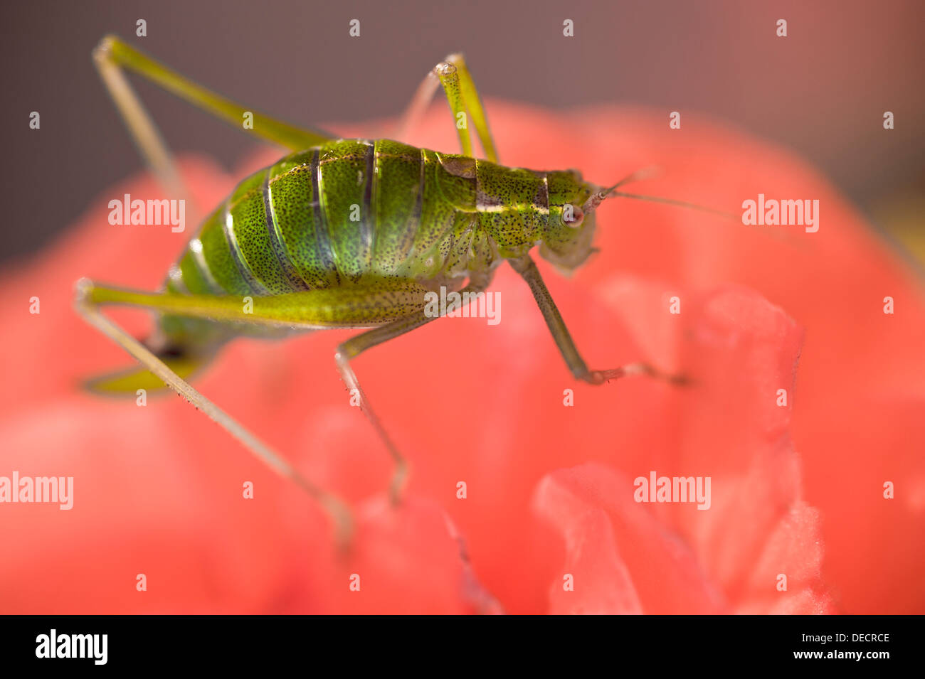 Speckled Bush-cricket Leptophyes punctatissima Stock Photo