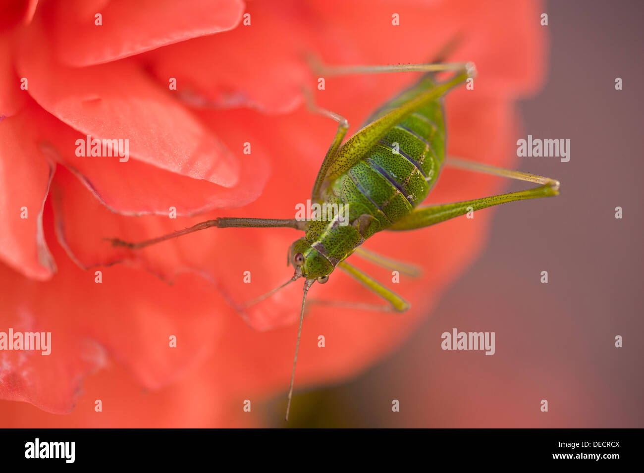 Speckled Bush-cricket Leptophyes punctatissima Stock Photo