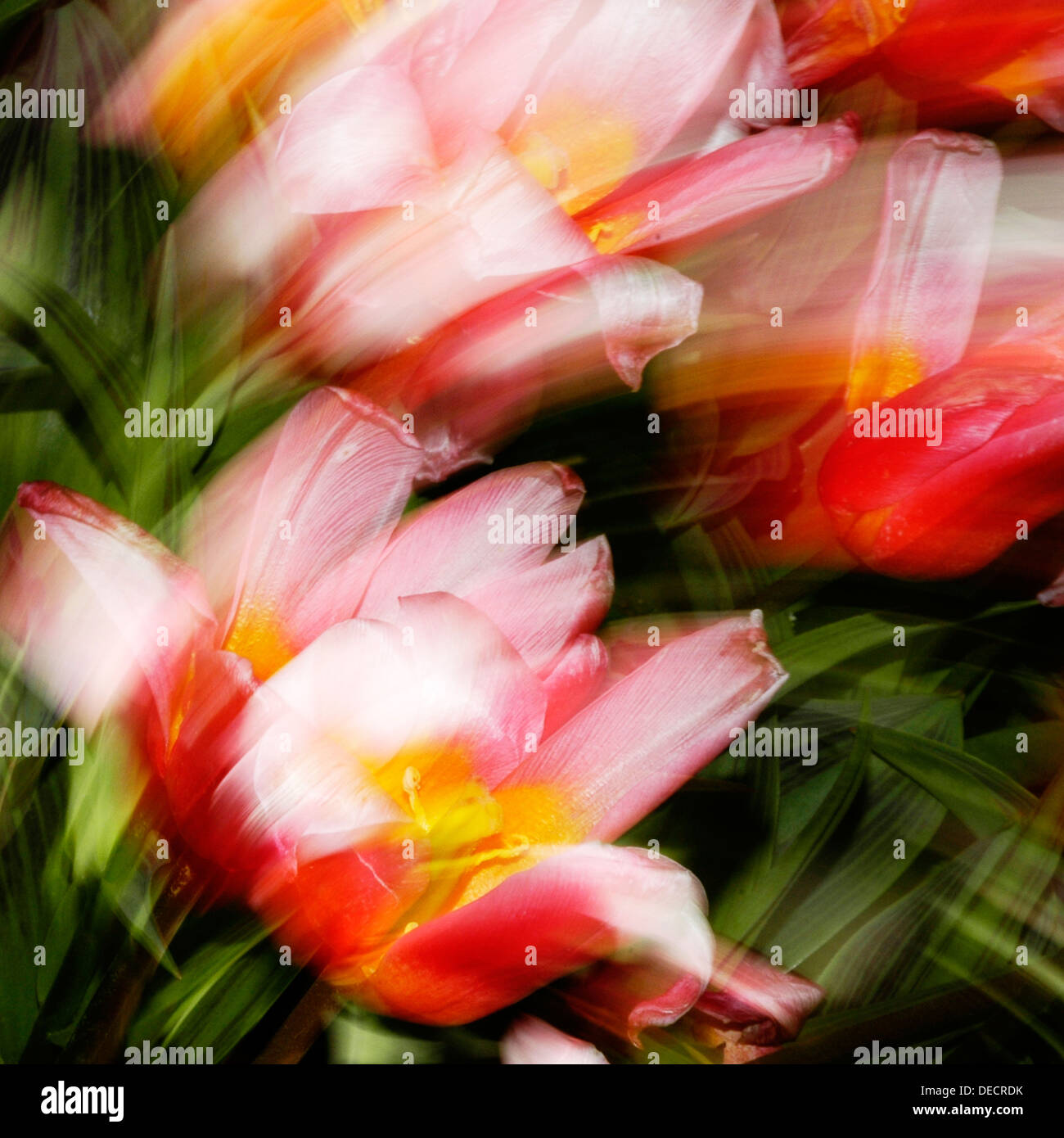 Spring flowers series beautiful hi-res stock photography and images - Alamy