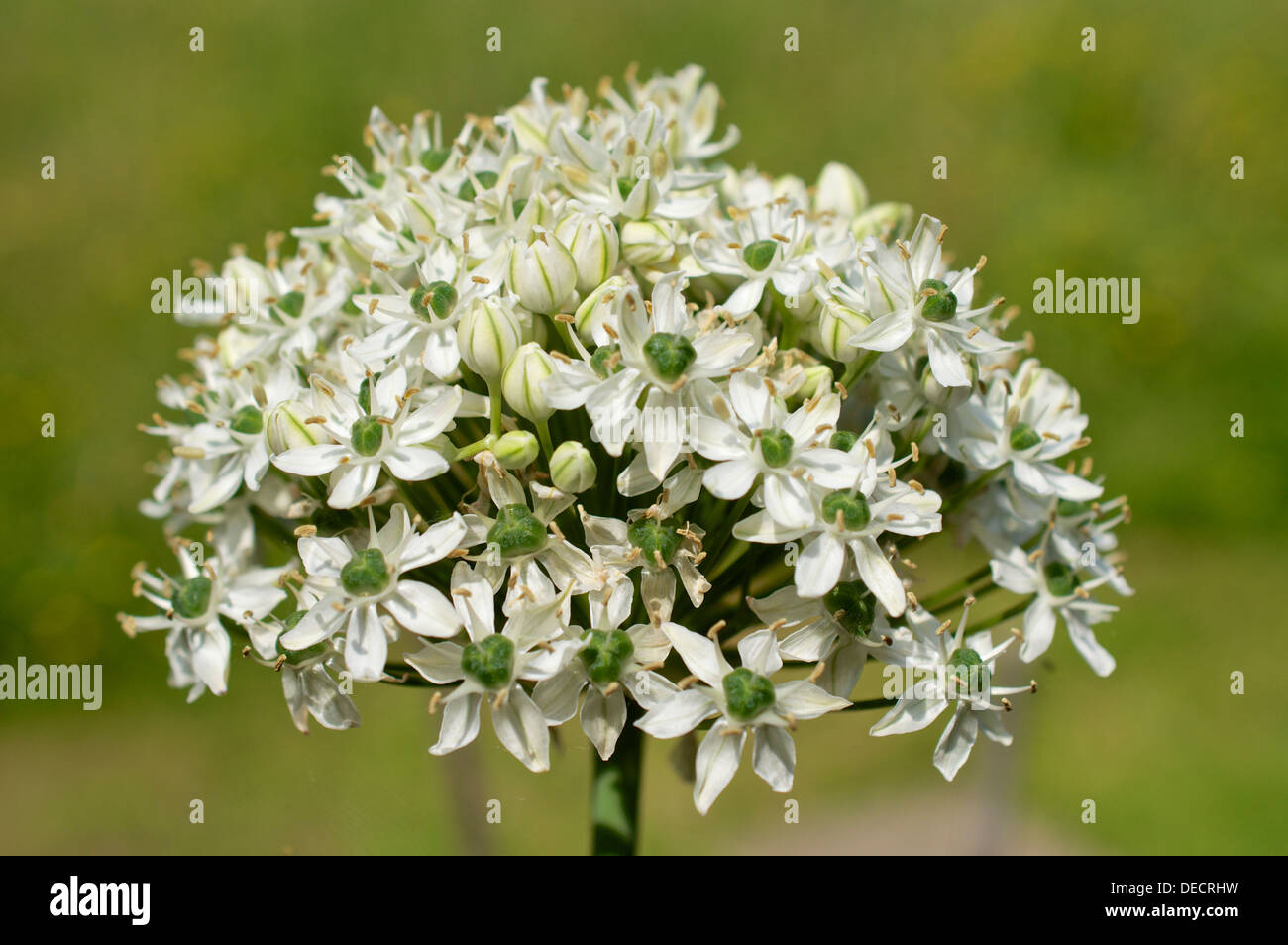 Allium nigrum single flower head Stock Photo