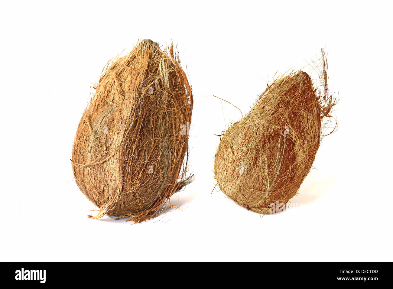 Two coconuts isolated on white backgrounds Stock Photo