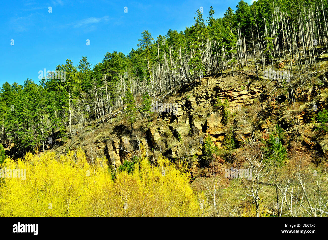 Black Hills South Dakota Stock Photo Alamy