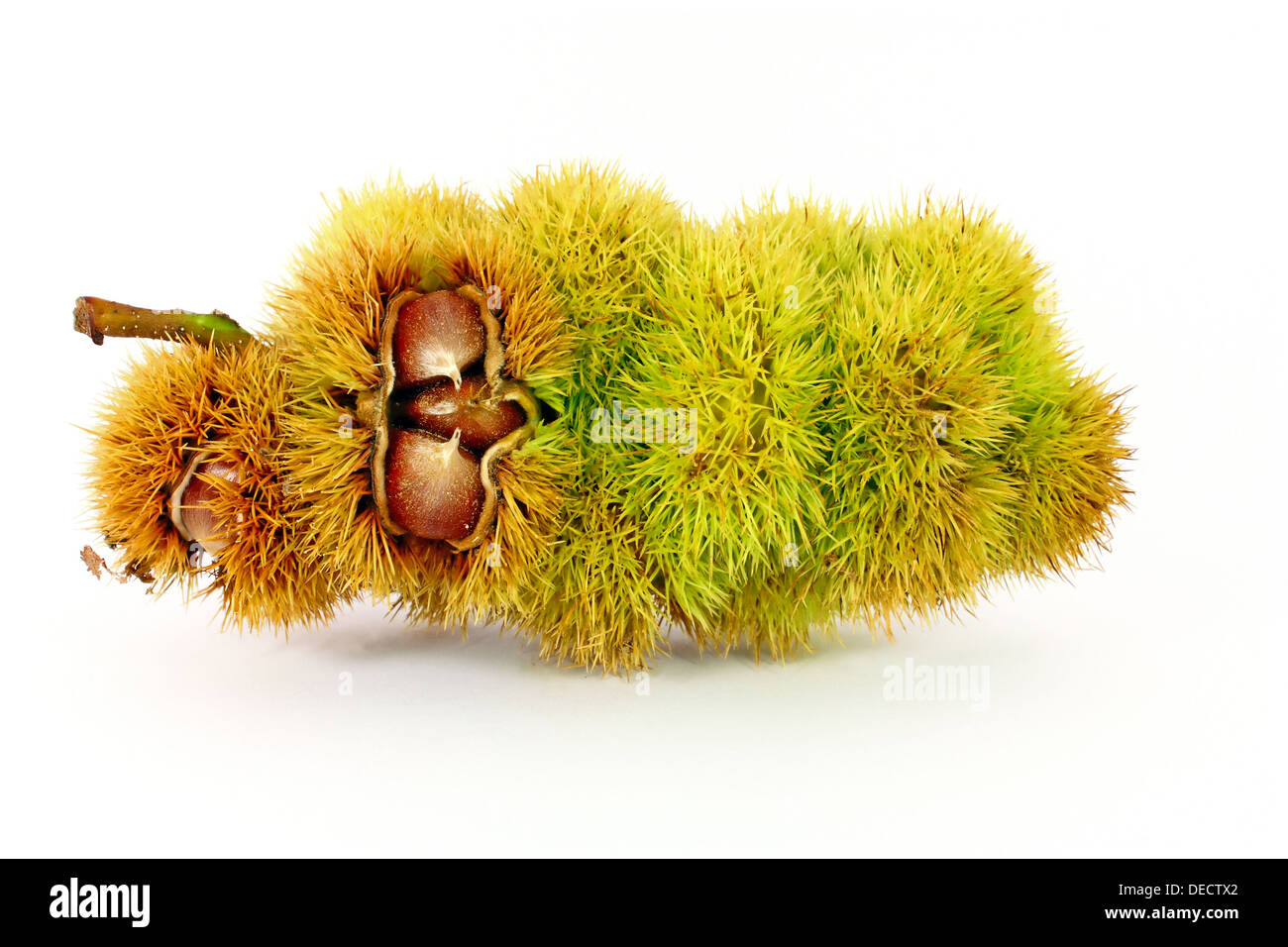 Edible chestnuts inside husk isolated on white Stock Photo
