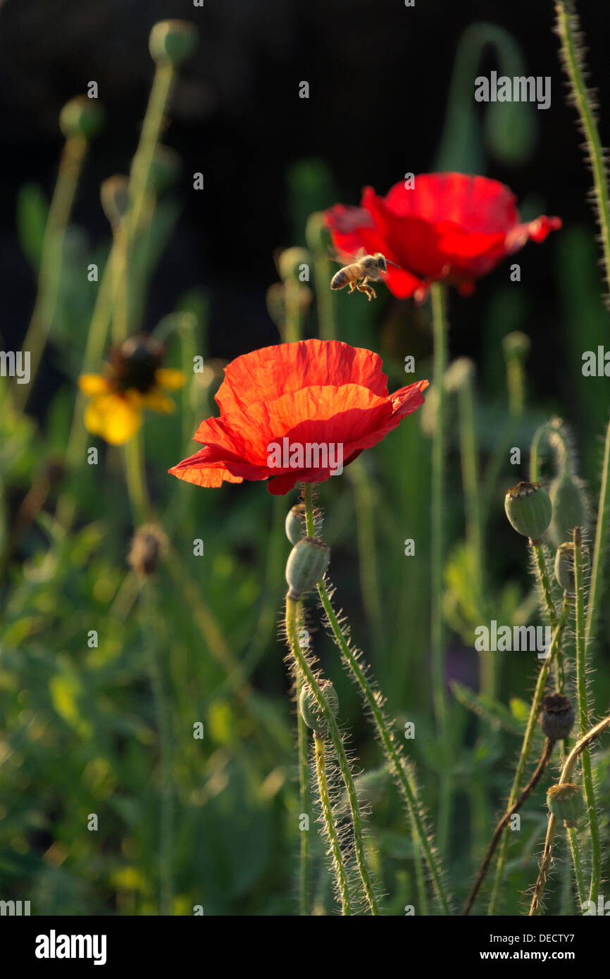 Poppies growing in with weeds hi-res stock photography and images - Alamy
