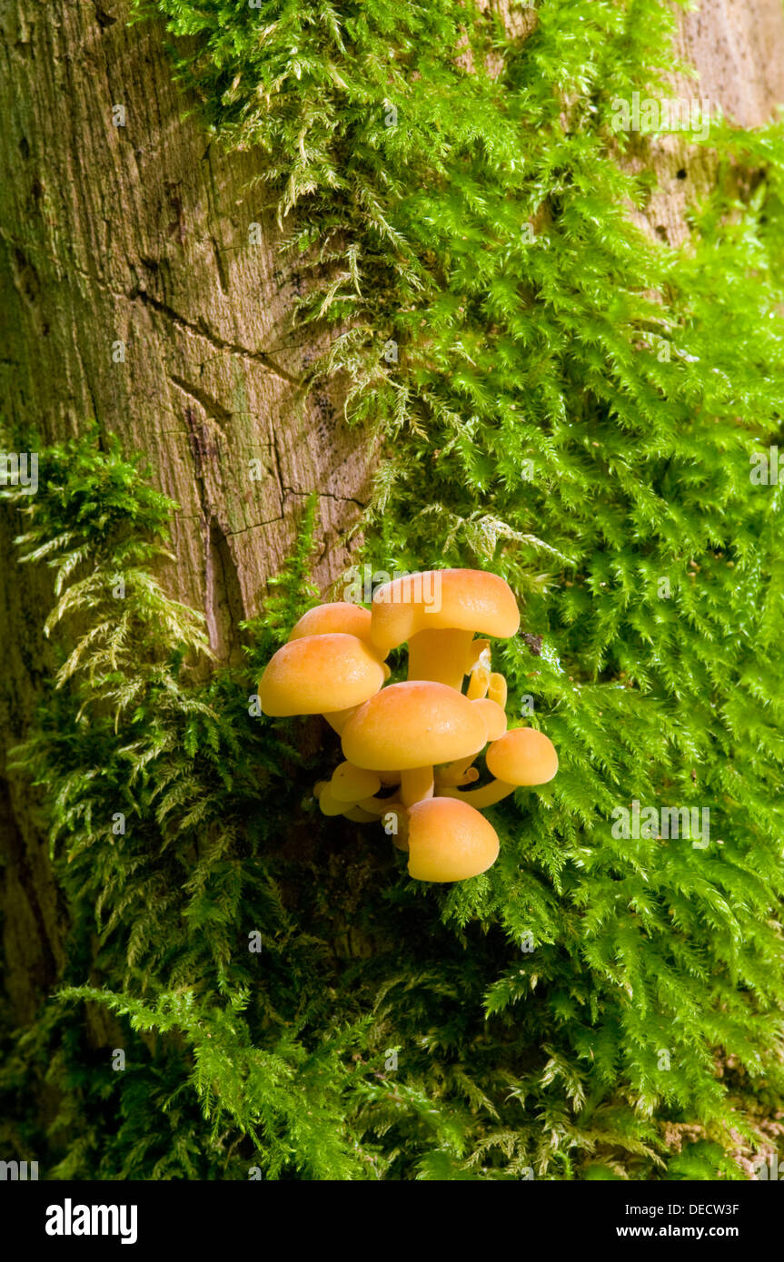 Sulphur tuft fungus - Hypholoma fasciculare Stock Photo