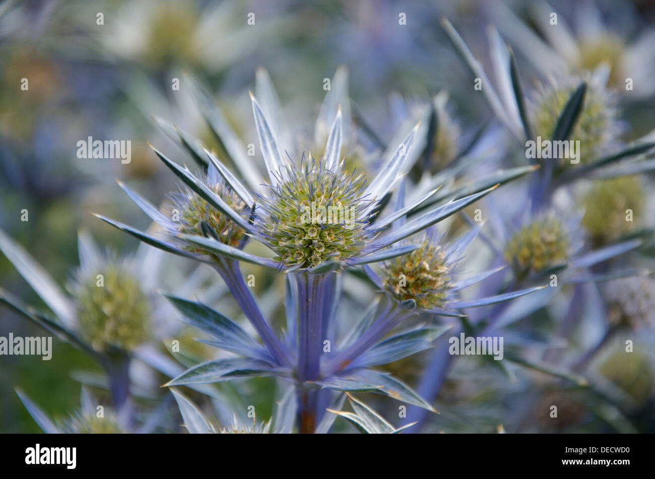 Blue Sea Holly, Eryngium bougatti 'Picos Blue' Stock Photo