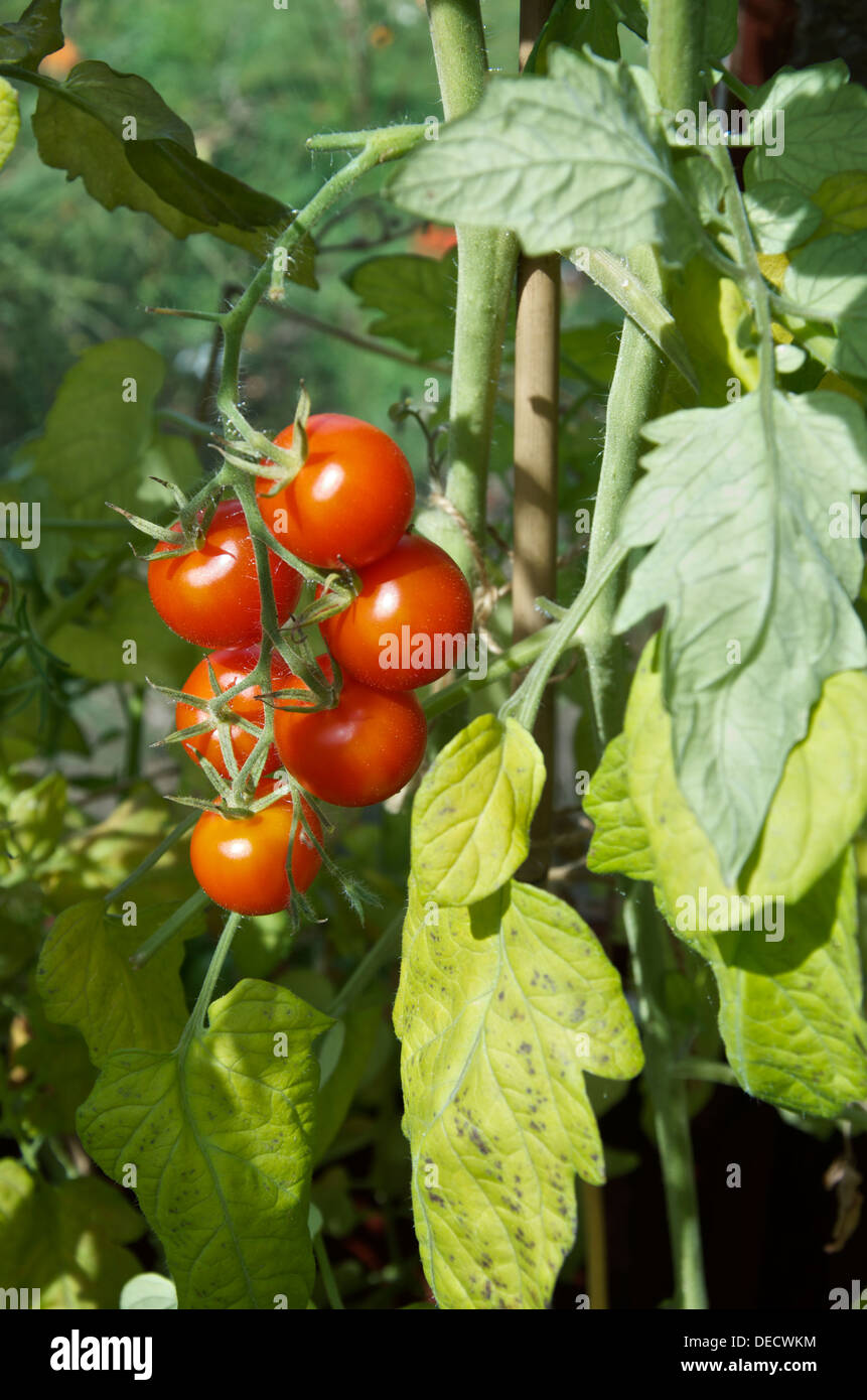 Ripe red tomatoes growing in a greenhouse Stock Photo - Alamy
