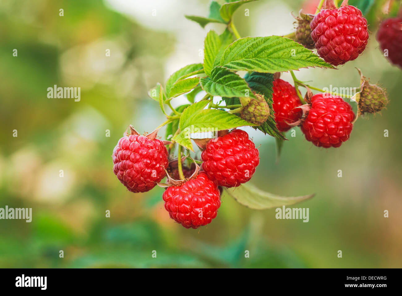 Raspberries growing hires stock photography and images Alamy