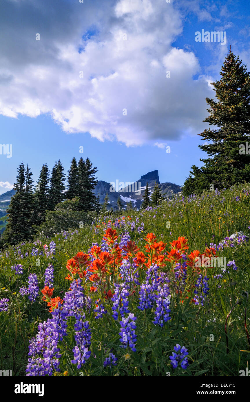Wildflower meadow with Black Tusk, Garibaldi Provincial Park, British Columbia, Canada Stock Photo
