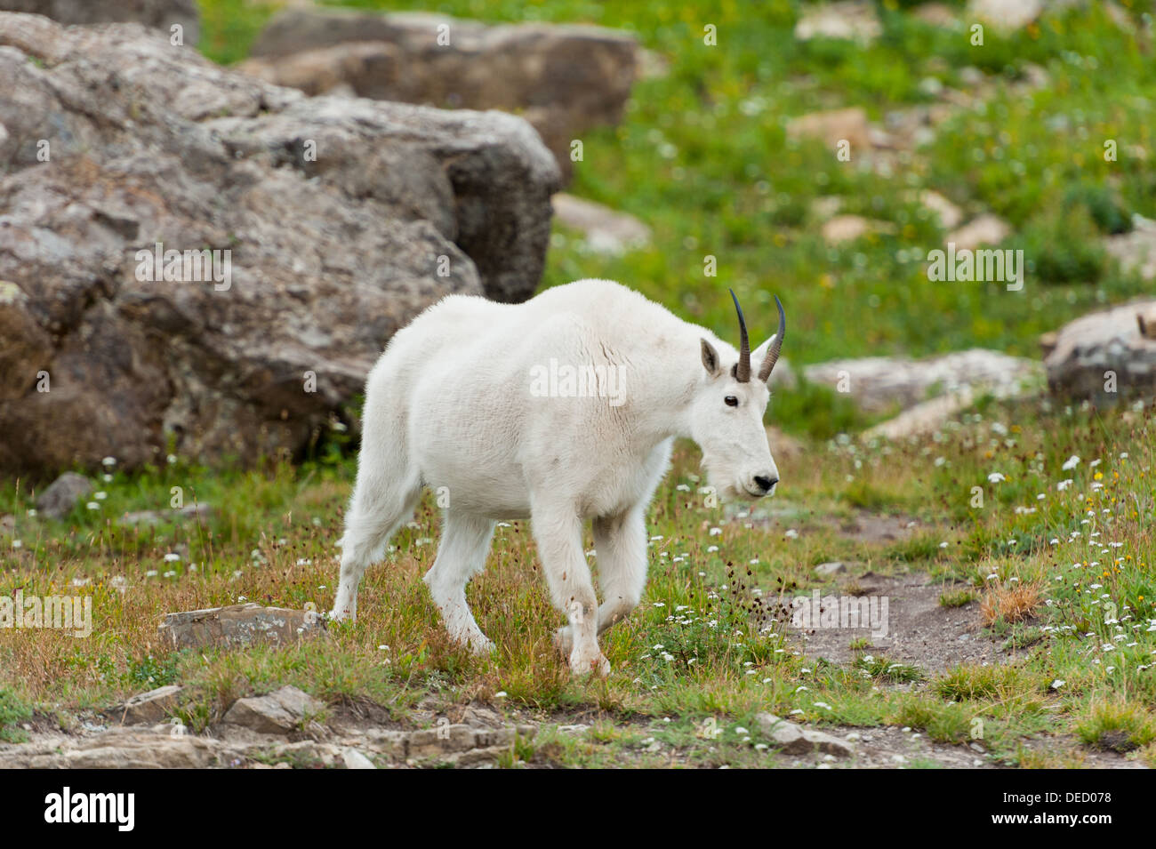 Photograph of an adult mountain goat in the alpine tundra of Glacier National Park, Montana. Stock Photo