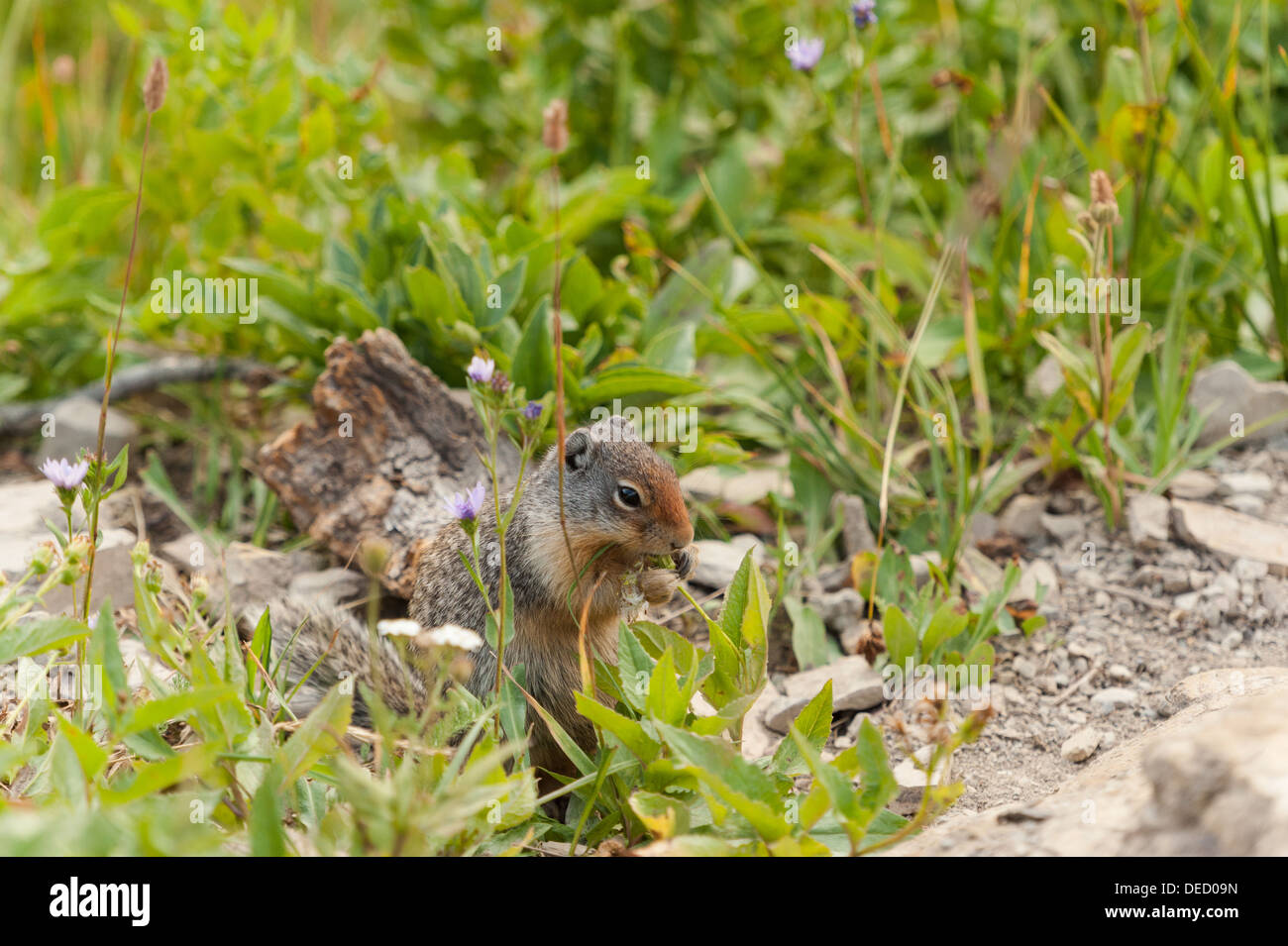 Photograph of a Ground Squirrel gathering food for the winter months in the alpine tundra of Glacier National Park. Stock Photo