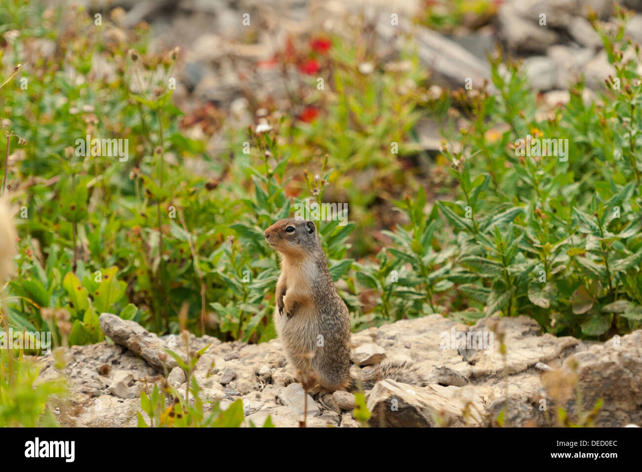 Photograph of a Ground Squirrel gathering food for the winter months in the alpine tundra of Glacier National Park. Stock Photo