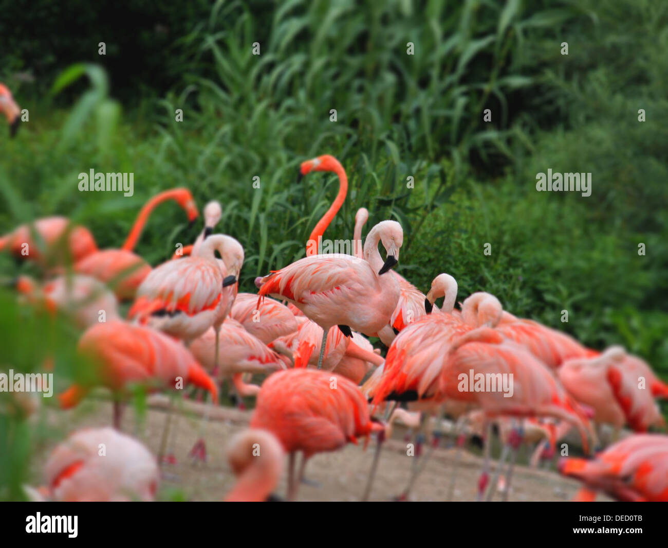 The Flamingos on the beach Stock Photo - Alamy
