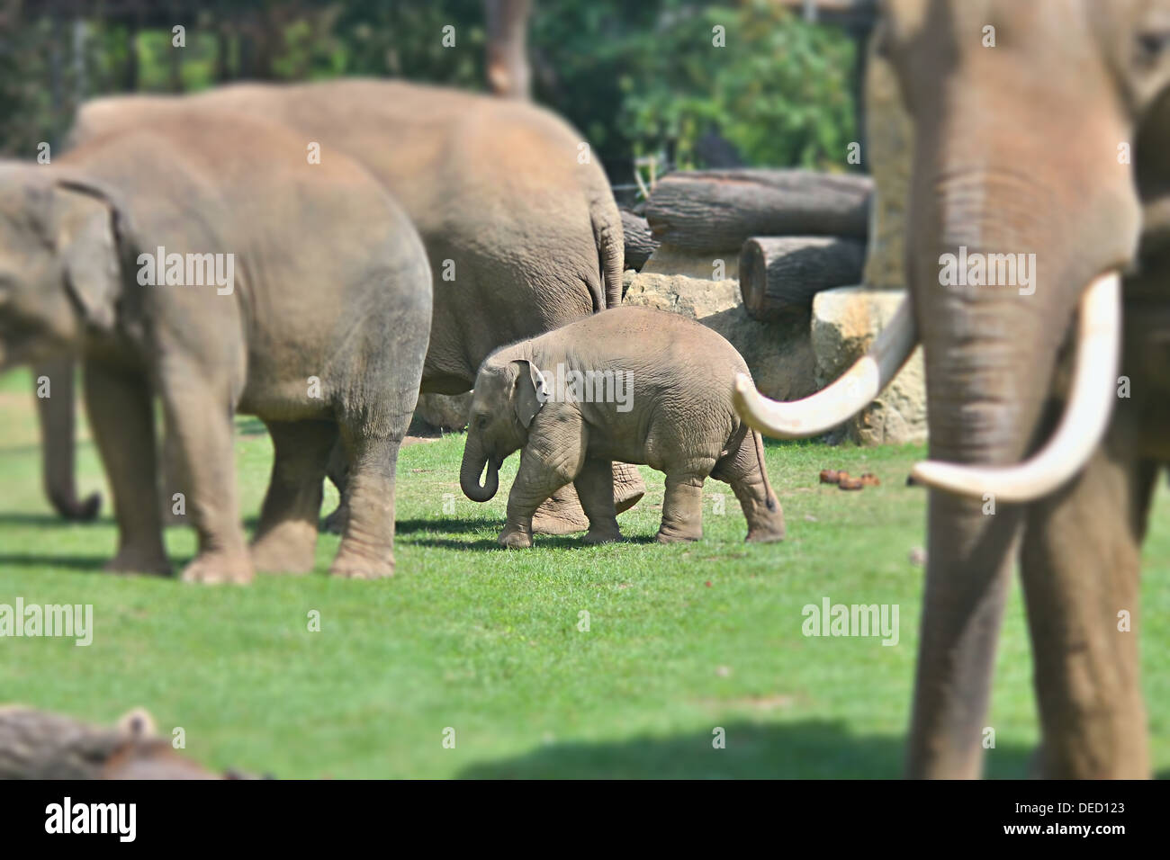 The baby elephant with his parents Stock Photo Alamy