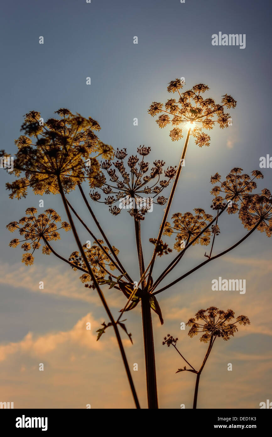 Sunlight through plant seedhead Stock Photo