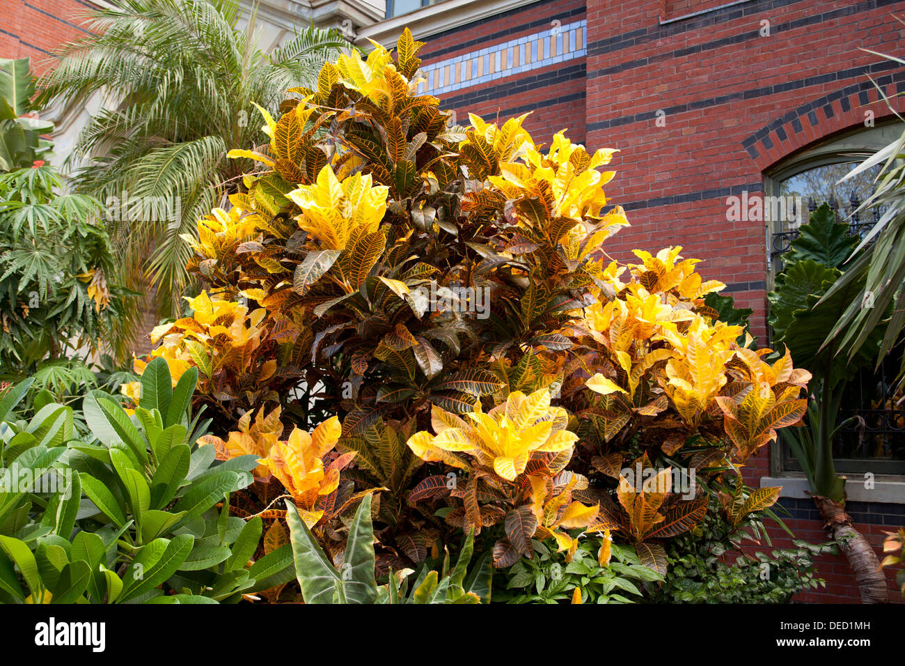 Varigated Croton plant with bright yellow leaves USA Stock Photo Alamy