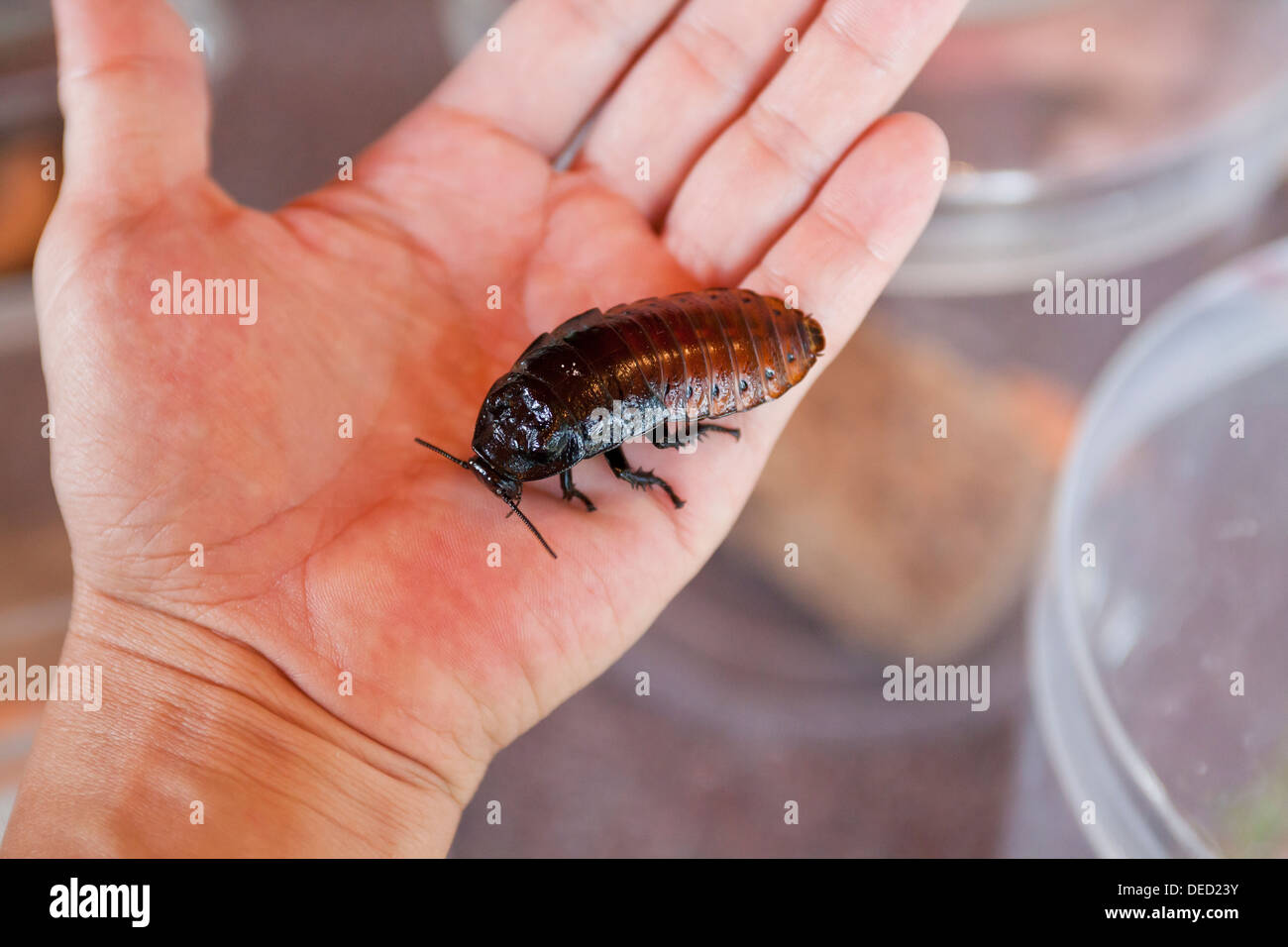 Giant cockroach deals
