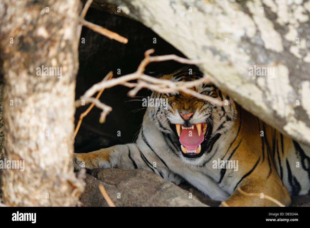 A Bengal Tiger inside the cave growling at Pench Forest, Madhya Pradesh, India. ( Panthera Tigris ) Stock Photo