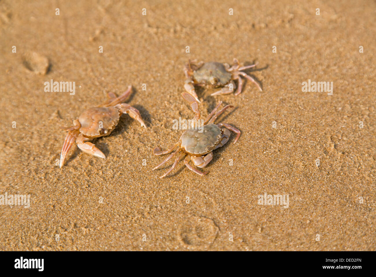 Baby crab on the sandy beach, sea shore Stock Photo Alamy