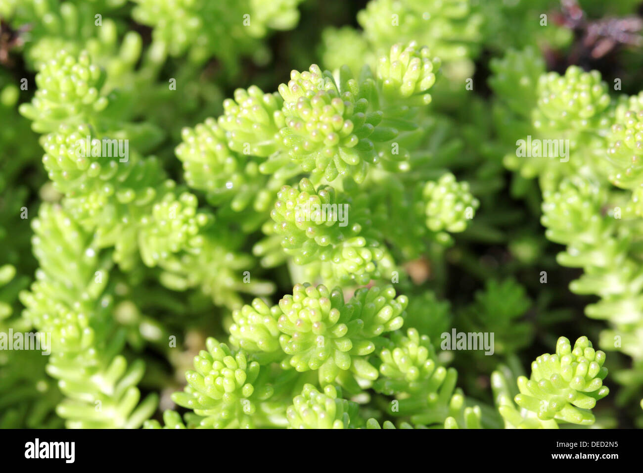 Plants on the alpine hill Stock Photo