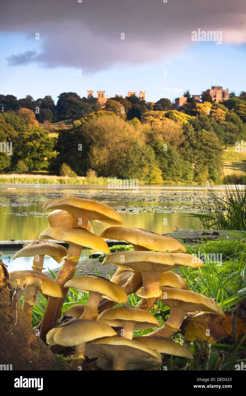 Honey fungus (Armillaria mellea) grows by a pond looking towards Hardwick Hall, Derbyshire, UK Stock Photo