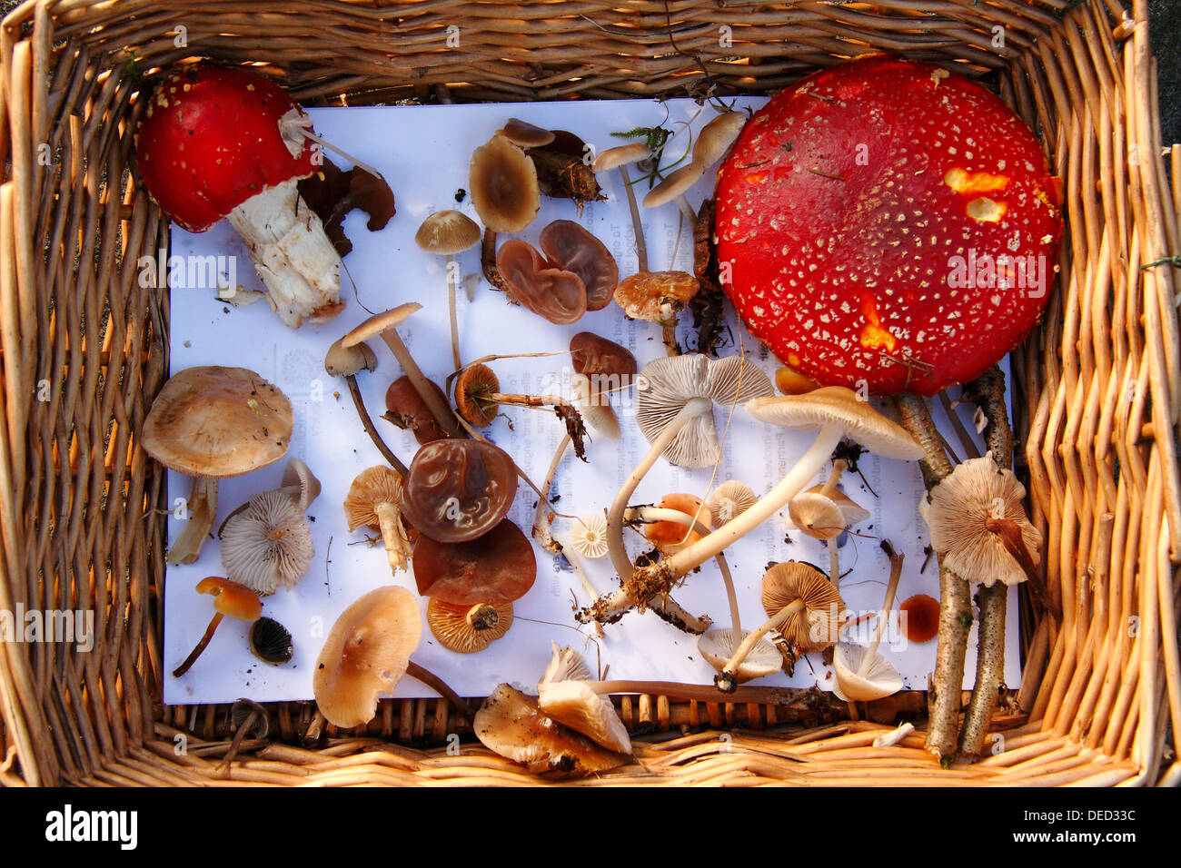Edible and inedible fungi collected in a basket on a foray in woodland near Baslow in Derbyshire's Peak District - autumn Stock Photo