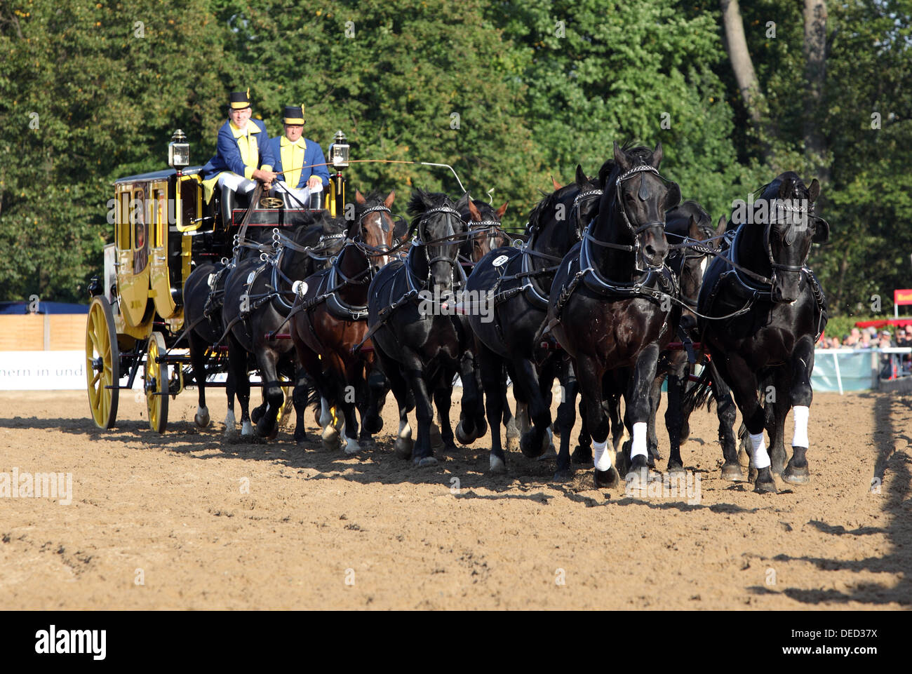 Moritzburg, Germany, Sechzehnerzug at the annual Stallion Parade Stock Photo