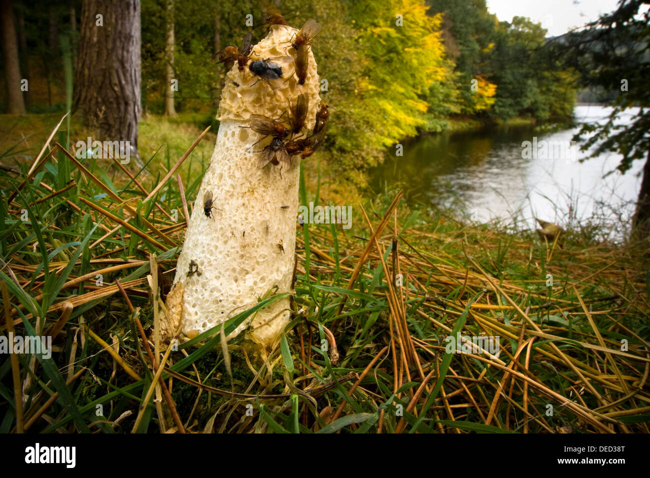 Flies on common stinkhorn fungus (Phallus impudicu) in coniferous woodland habitat, Upper Derwent Valley, Peak District, UK Stock Photo