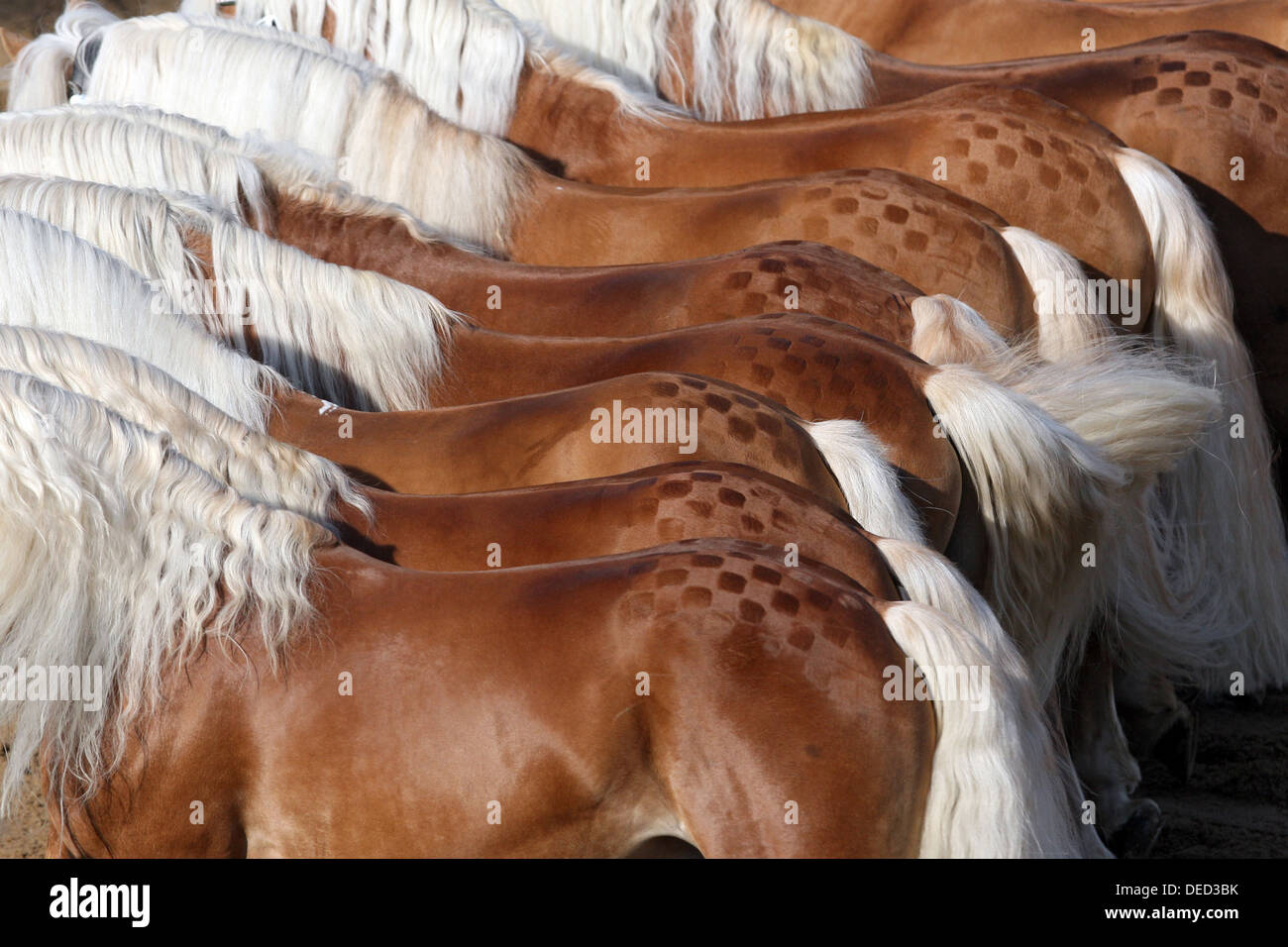 Moritzburg, Germany, freewheeling Haflinger stallion parade at the annual Stock Photo