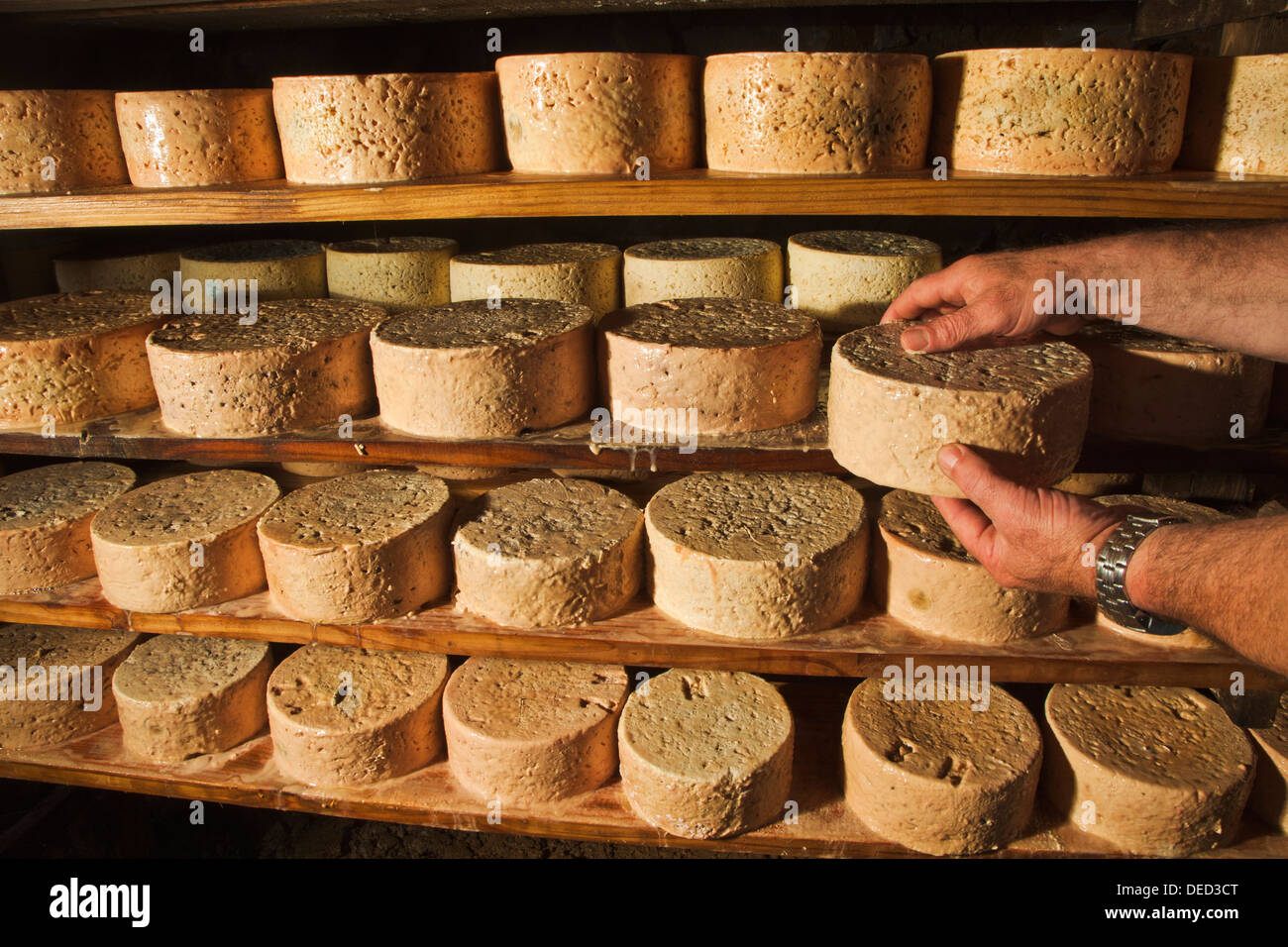 Cabrales Cheese Cave. Cheese fermentation of Bada family. Tielve