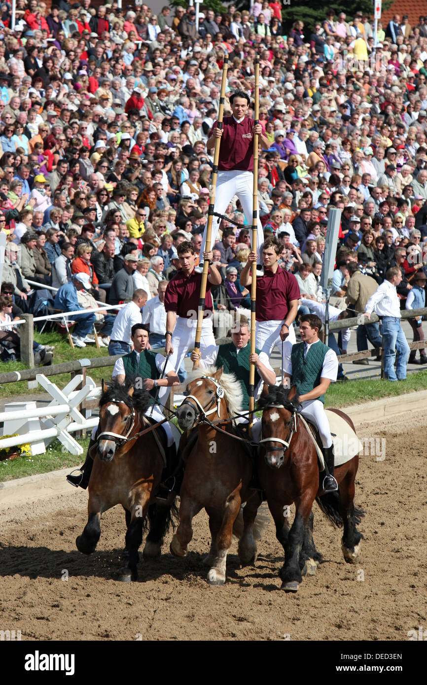 Moritzburg, Germany, men are in a pyramid formation on draft horses at the annual Stallion Parade Stock Photo