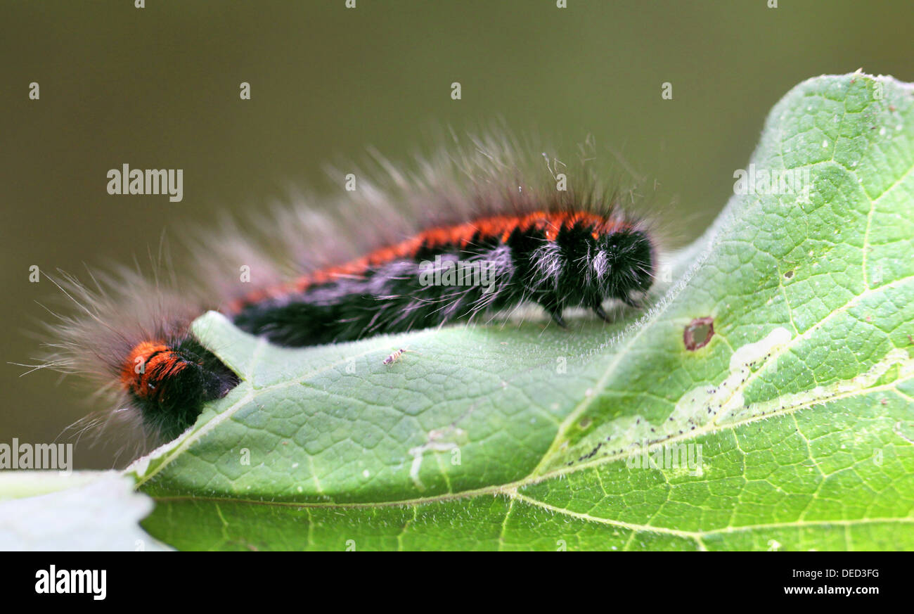 Large black and red caterpillar Stock Photo
