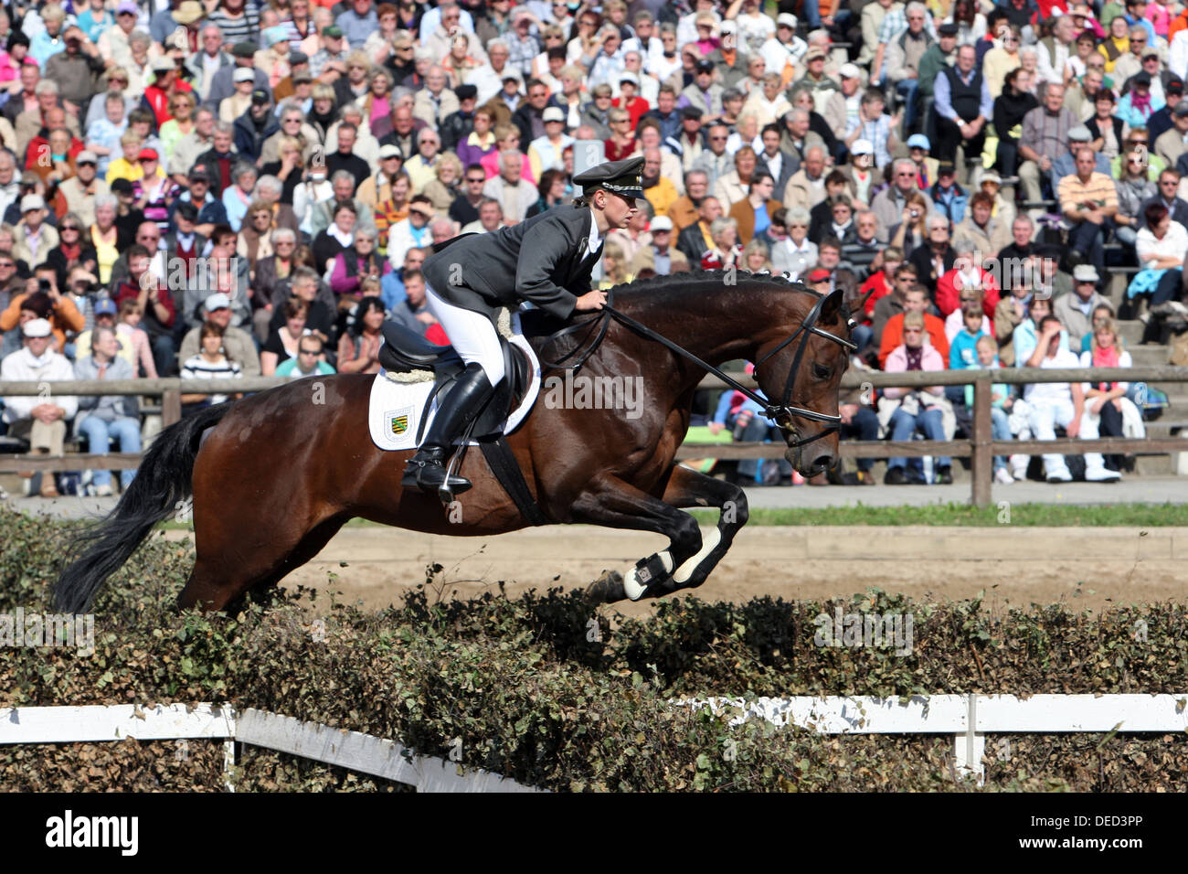 Moritzburg, Germany, jumping at the annual Stallion Parade Stock Photo