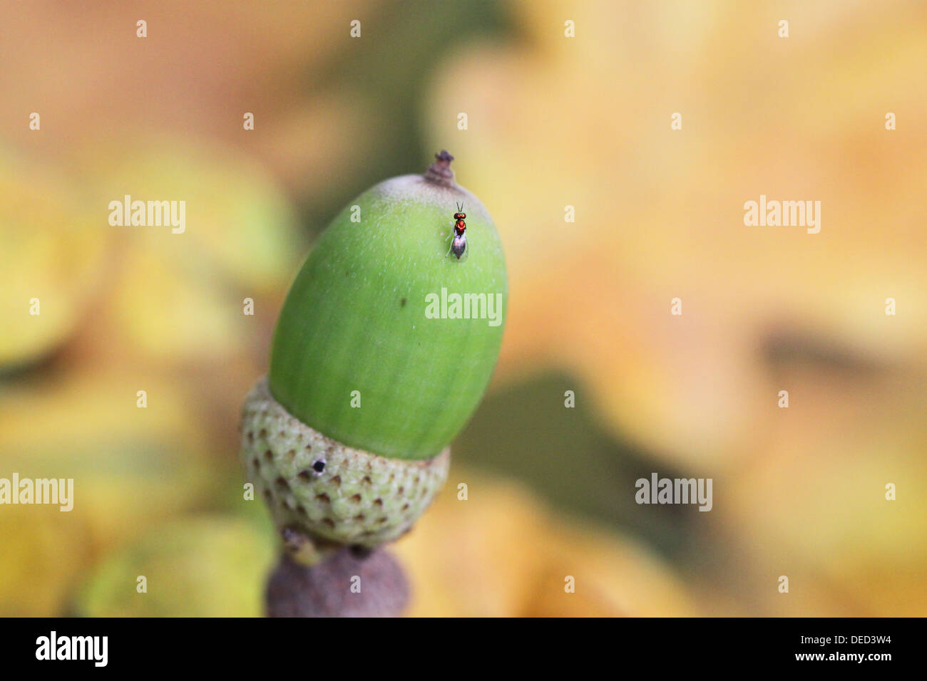 Green acorn on a background of yellow leaves Stock Photo