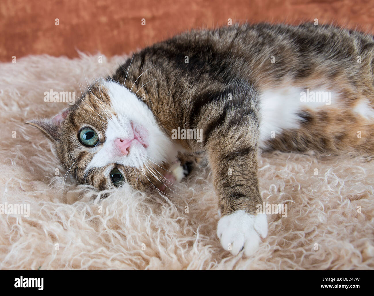 Beautiful tabby cat portrait Stock Photo - Alamy