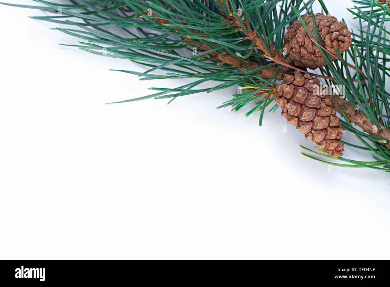 A Christmas pine tree branch and cone on a white background Stock Photo ...