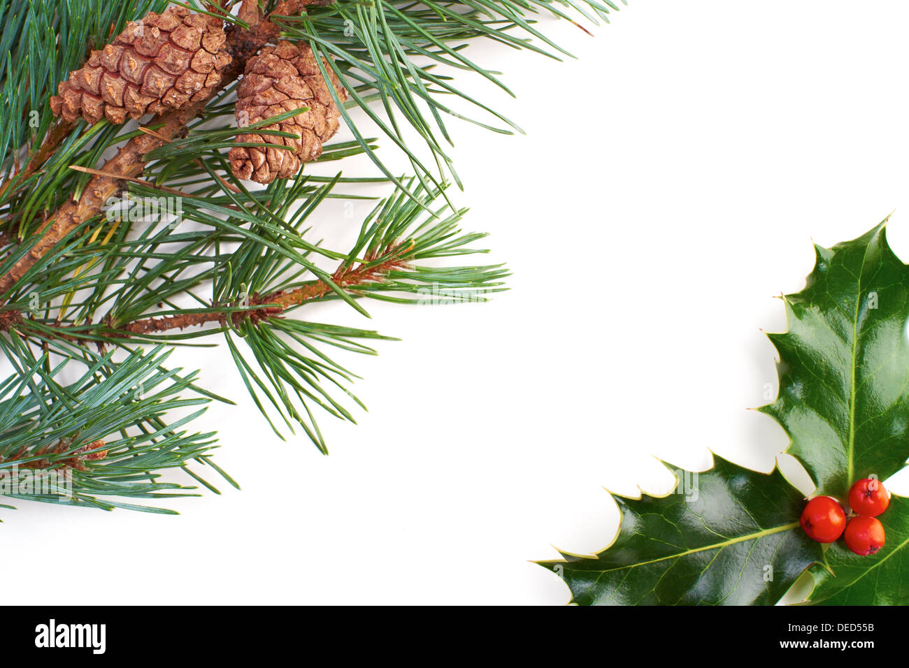 A Christmas pine tree branch, cone and holly on a white background ...