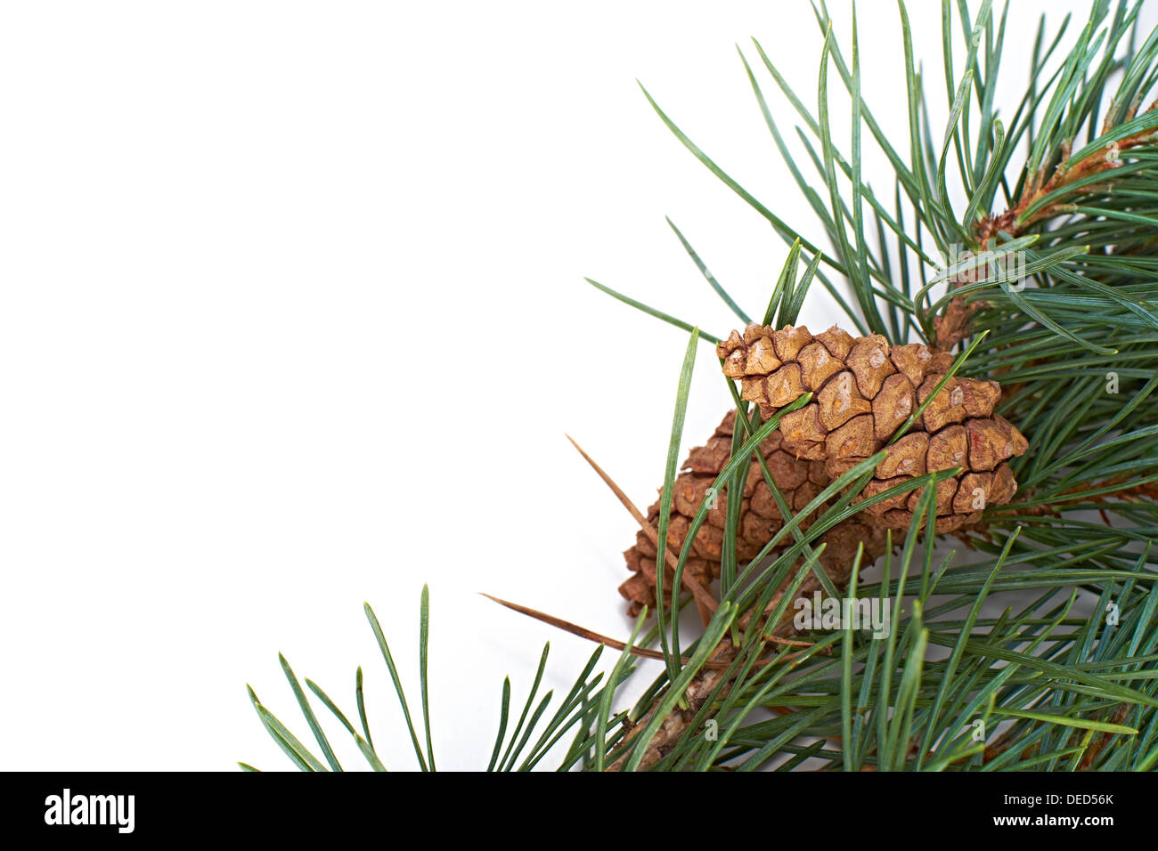 A Christmas pine tree branch and cone on a white background Stock Photo ...