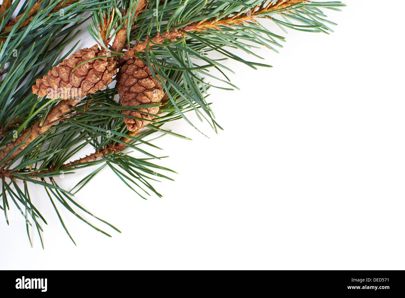 A Christmas pine tree branch and cone on a white background. Stock Photo