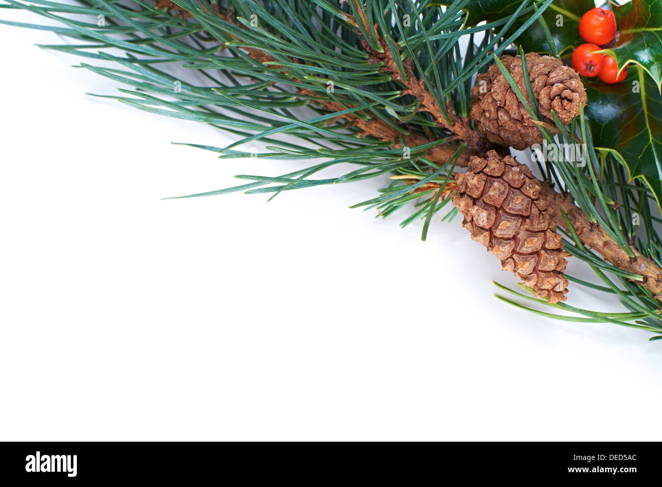A Christmas pine tree branch, cone and holly on a white background ...