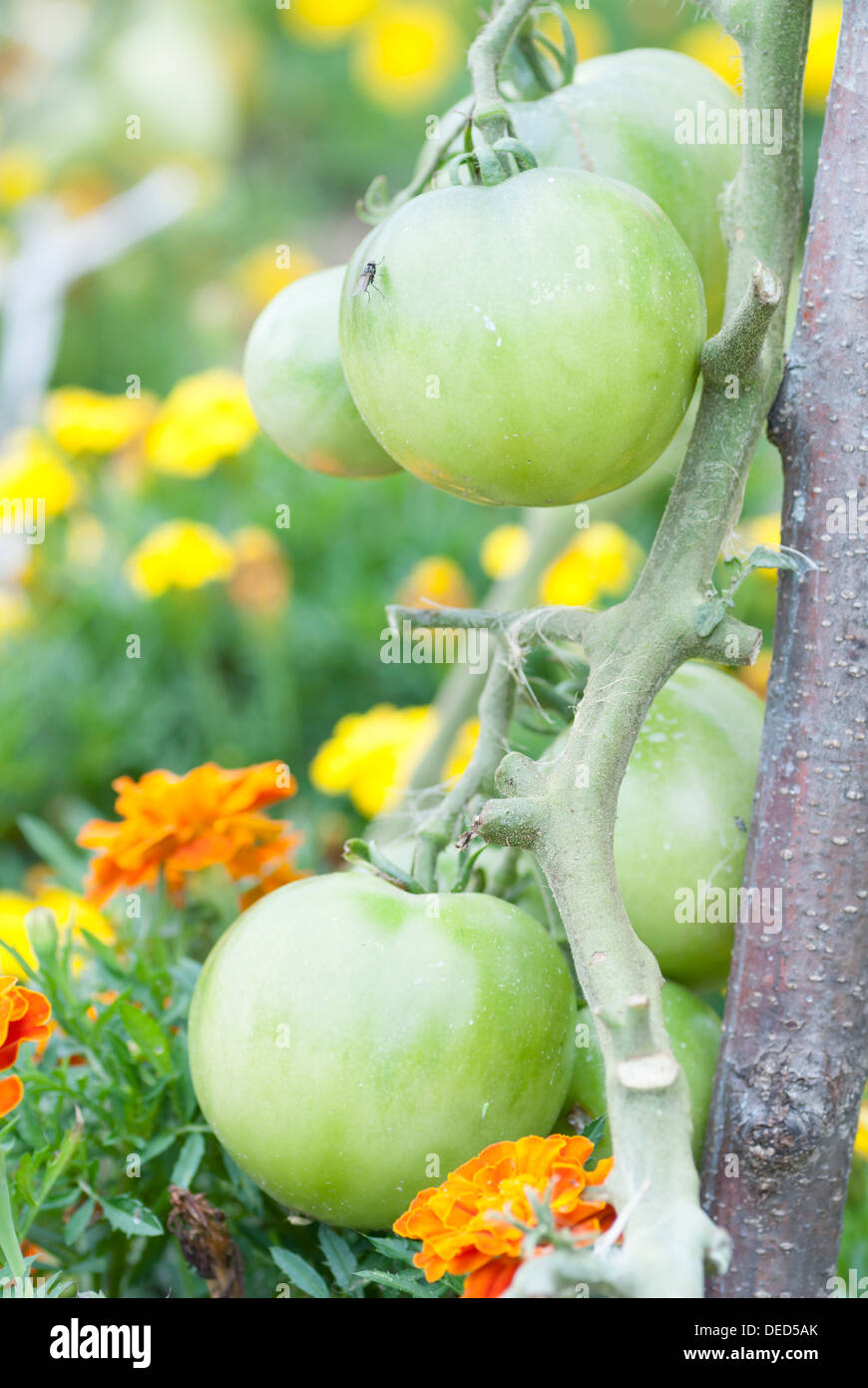 Tomato fruit fly hires stock photography and images Alamy