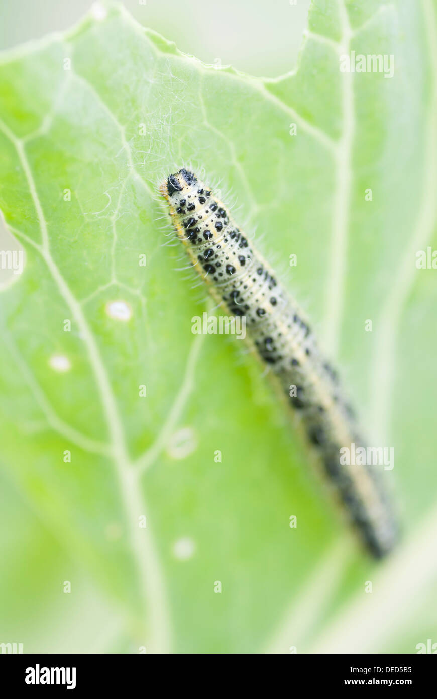 Macro image of caterpillar eating cabbage leaf Stock Photo - Alamy