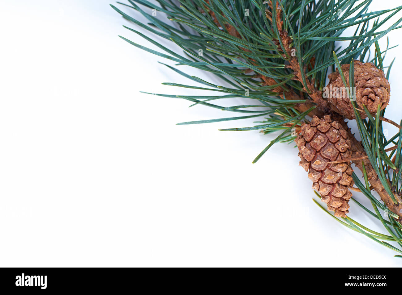 A Christmas pine tree branch and cone on a white background Stock Photo ...