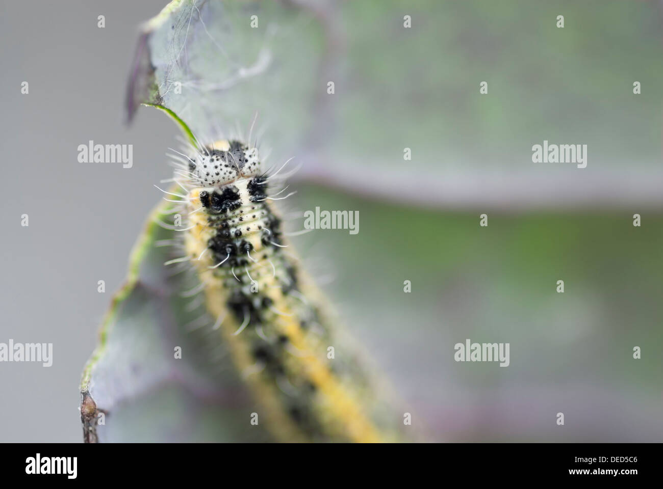 Macro image of caterpillar eating cabbage leaf Stock Photo - Alamy