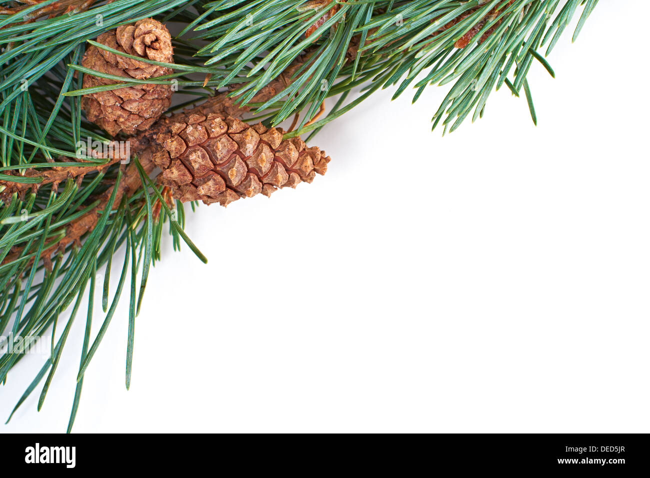 A Christmas pine tree branch and cone on a white background Stock Photo ...