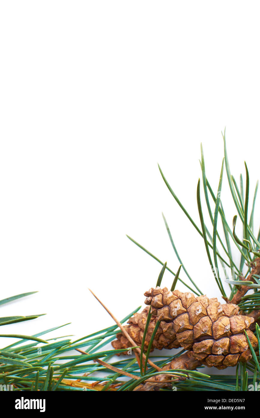 A Christmas pine tree branch and cone on a white background Stock Photo ...